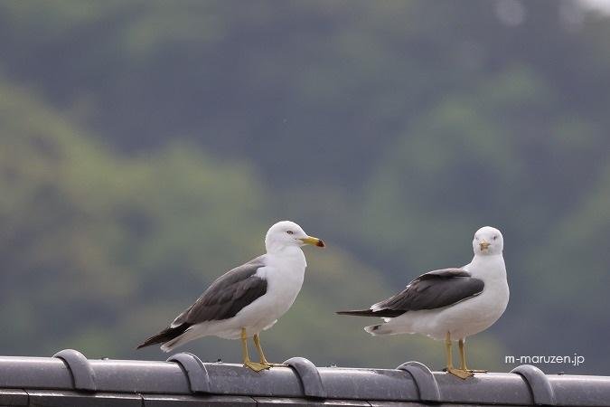 うみねこ